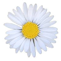 Decorative daisy